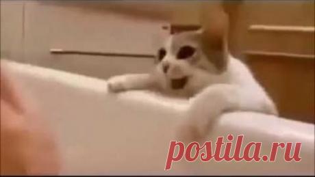 Кошка думает, что хозяйка тонет в ванной Ее реакция покорила Интернет!