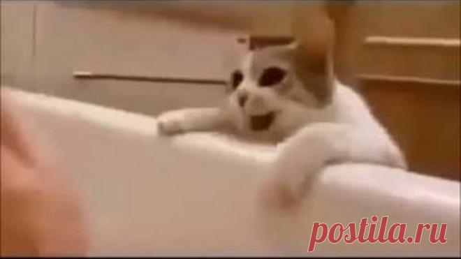 Кошка думает, что хозяйка тонет в ванной Ее реакция покорила Интернет!