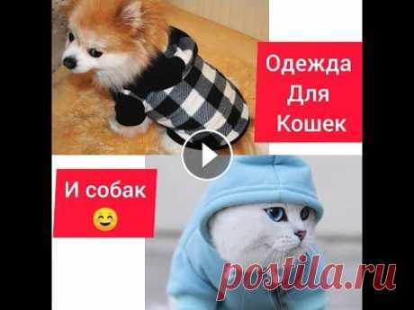 Одежда для животных быстро и просто ,выкройка Привет, в этом видео я подробно рассказываю и показываю...