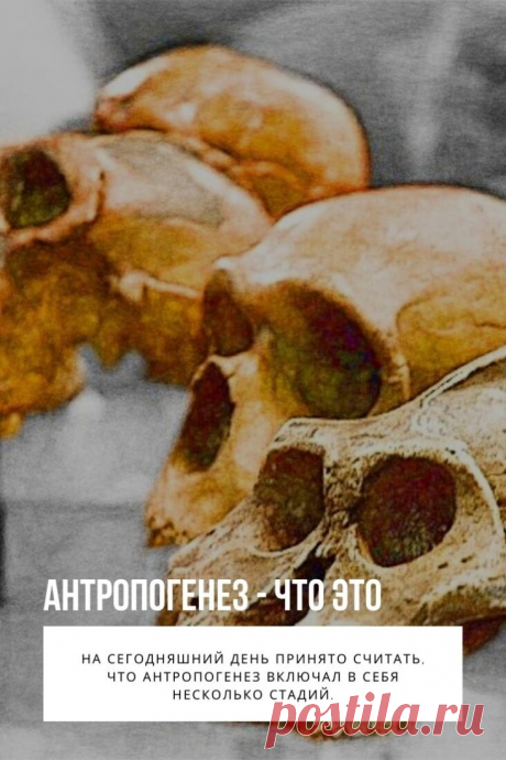 Эволюция человека, или антропогенез — это длительный период в биологической эволюции, который модифицировал человека и сделал из него человека разумного. На сегодняшний день принято считать, что антропогенез включал в себя несколько стадий. Каждая из них была намного выше и эффективнее предшествующих.