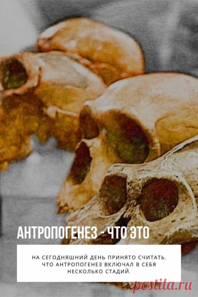 Эволюция человека, или антропогенез — это длительный период в биологической эволюции, который модифицировал человека и сделал из него человека разумного. На сегодняшний день принято считать, что антропогенез включал в себя несколько стадий. Каждая из них была намного выше и эффективнее предшествующих.