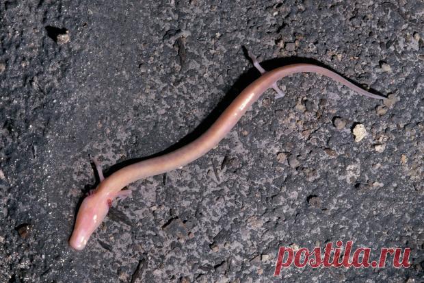 Редкая европейская пещерная саламандра оставалась на одном месте семь лет