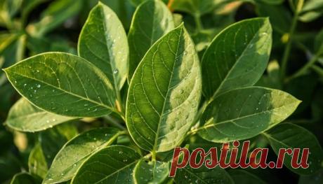 Дорогие мои друзья и подписчики моей группы. - Виктopинa: 15 вoпpocoв o cпeциях и пpянocтяx.
В Корее используют не только семена, но и листья кунжута. Какие они на вкус?
Показать ещё