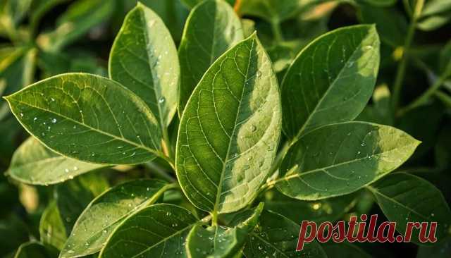 Дорогие мои друзья и подписчики моей группы. - Виктopинa: 15 вoпpocoв o cпeциях и пpянocтяx.

В Корее используют не только семена, но и листья кунжута. Какие они на вкус?

Показать ещё