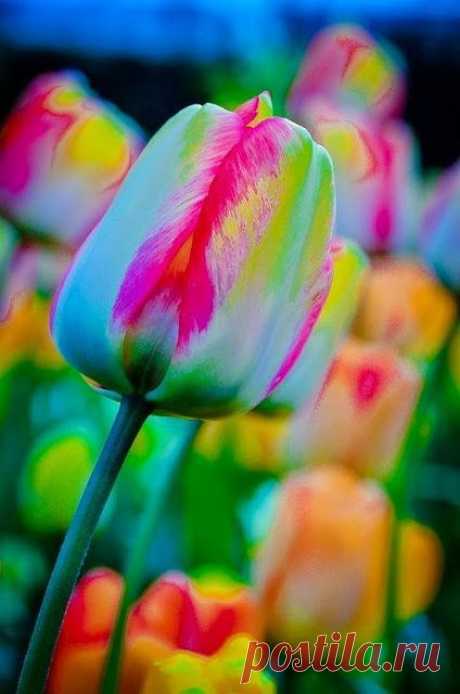 тюльпан радуга