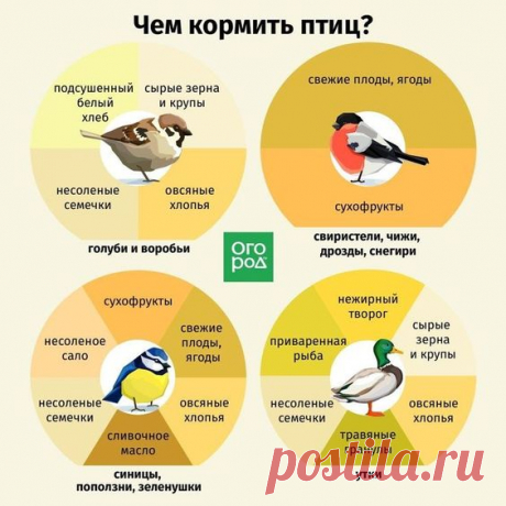 Чем кормить птиц