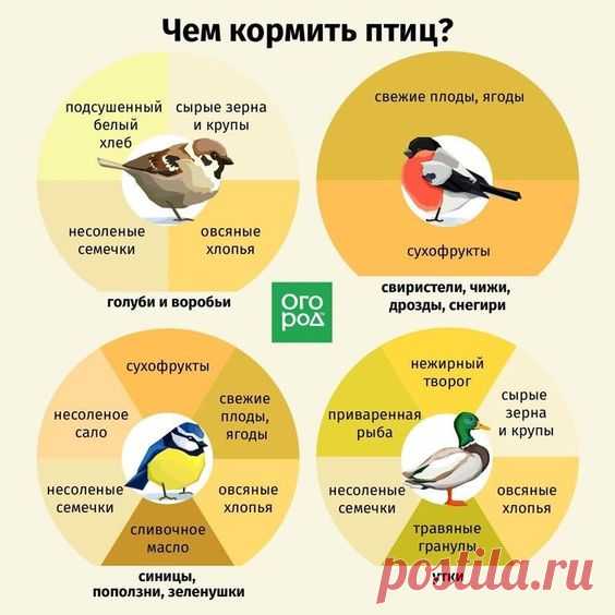 Чем кормить птиц