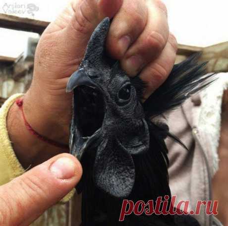 (99+) Одноклассники
