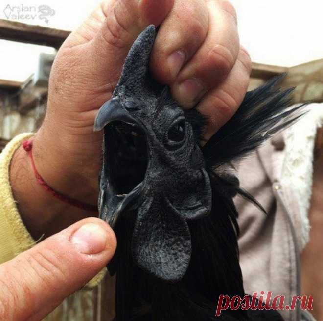 (99+) Одноклассники