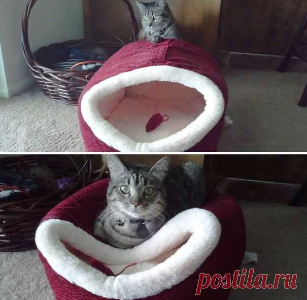 21 пример феноменальной кошачьей логики | Дай лапку