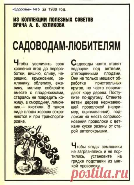 Полезные советы садоводам-любителям