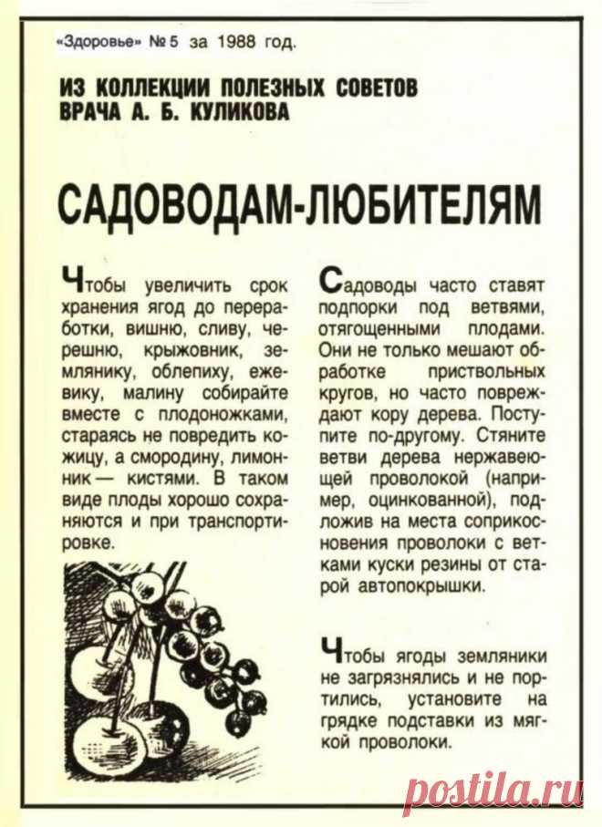 Полезные советы садоводам-любителям