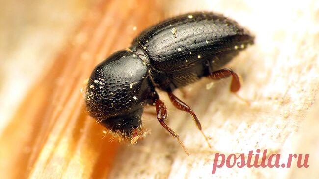 В Уфе вырубят более гектара хвойных деревьев из-за заражения короедом