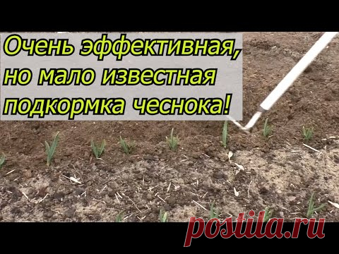 Об этой подкормке чеснока вам никогда не расскажут те, кто умеет его выращивать!