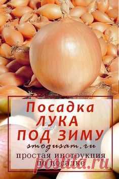 Какой лук посадить осенью? В каеи сроки сажить лукосенью? Как правильно сажить лук под зиму? В чум роеимущества осенней посадки лука перед весенней? #лук #посадка #подзиму #осень #урожай #дача #выращивание #огород