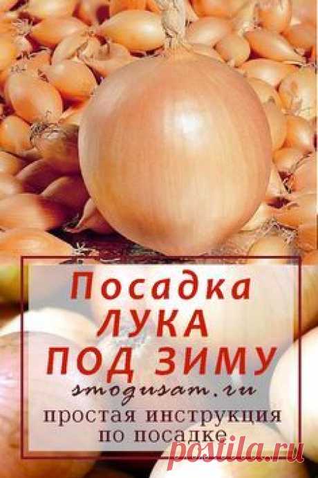 Какой лук посадить осенью? В каеи сроки сажить лукосенью? Как правильно сажить лук под зиму? В чум роеимущества осенней посадки лука перед весенней? #лук #посадка #подзиму #осень #урожай #дача #выращивание #огород