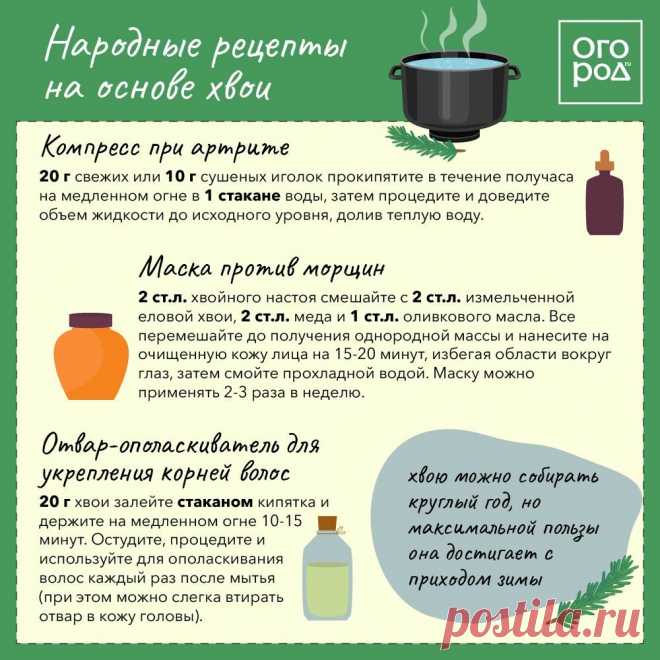 Народные рецепты на основе хвои