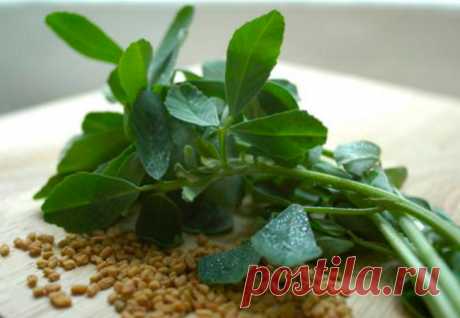 Полезные и лечебные свойства растения пажитник, противопоказания — AgroFlora.ru