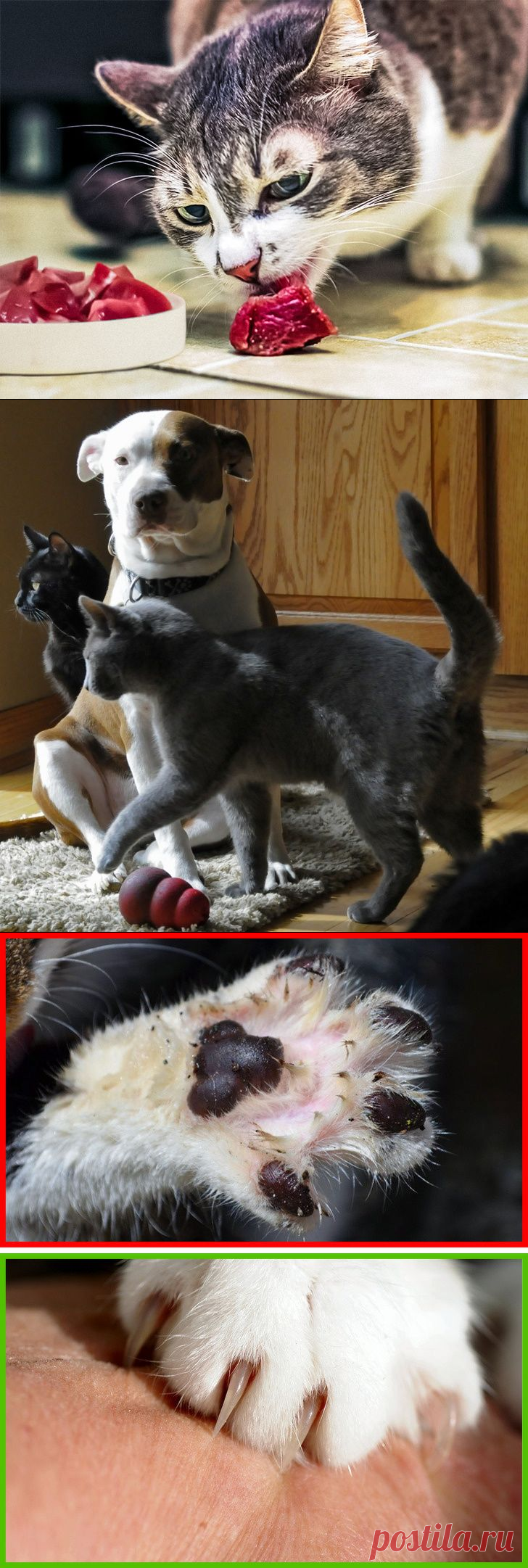 14 вещей, которые нельзя делать при уходе за кошкой
