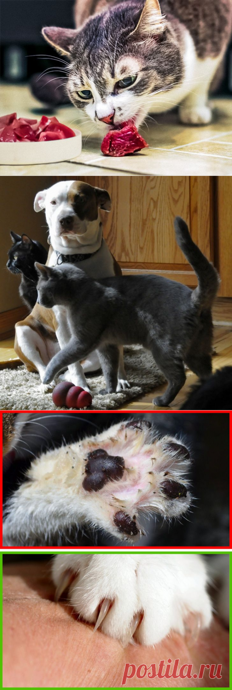 14 вещей, которые нельзя делать при уходе за кошкой