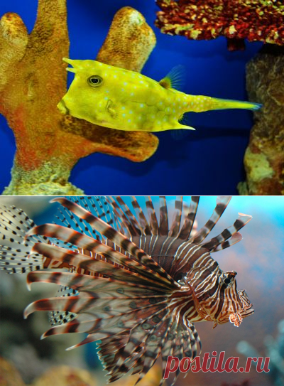 Строительство океанариумов и зоопарков | АТОЛЛ