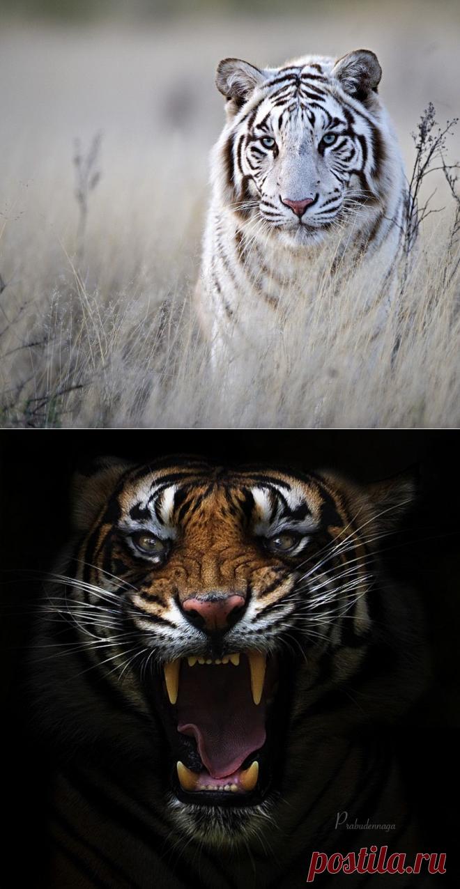 Завораживающе красивые тигры