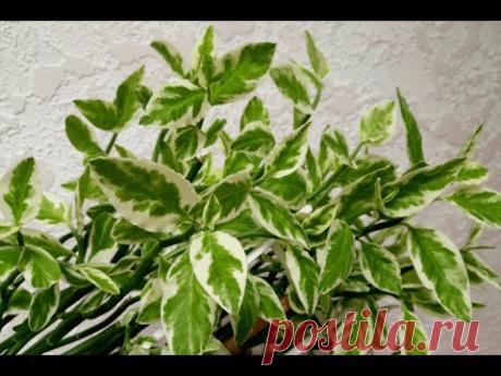 Черенкование, укоренение педилантуса титималоидного (Cutting, rooting of Euphorbia tithymaloides)