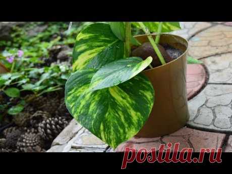 Сциндапсус красивая лиана! Как быстро укоренить сциндапсус?!