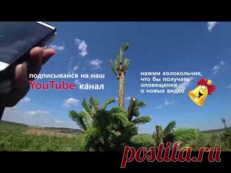 Как подстричь ель. Стрижка ели  2018, часть 01