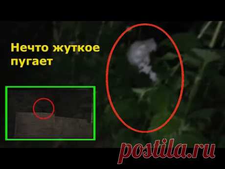 Жуткие существа снятые на камеру. странные существа скрываются в заброшках и в лесах где нет людей. Нечто жуткое существо попал в кадр в заброшке. существо черное с длинными ушами не похож ни на одного животного. странное существо было снято в лесу ночью 24 мая 2020 года. охотник с включенной камерой ходил по лесу, в зарослях снял загадочное существо. охотник начал снимать существо это был гуманоид или какое то неизвестное существо