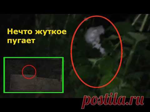 Жуткие существа снятые на камеру. странные существа скрываются в заброшках и в лесах где нет людей. Нечто жуткое существо попал в кадр в заброшке. существо черное с длинными ушами не похож ни на одного животного. странное существо было снято в лесу ночью 24 мая 2020 года. охотник с включенной камерой ходил по лесу, в зарослях снял загадочное существо. охотник начал снимать существо это был гуманоид или какое то неизвестное существо