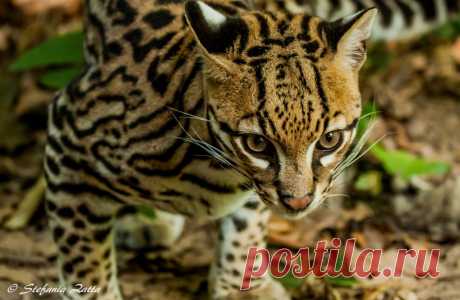 Оцелот (Leopardus pardalis)