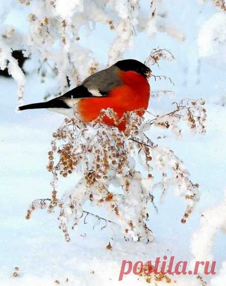 Поверья на Мартынов день — 26 февраля —