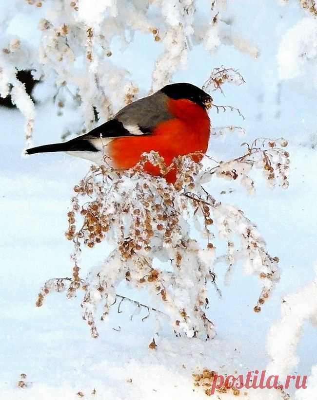 Поверья на Мартынов день — 26 февраля —