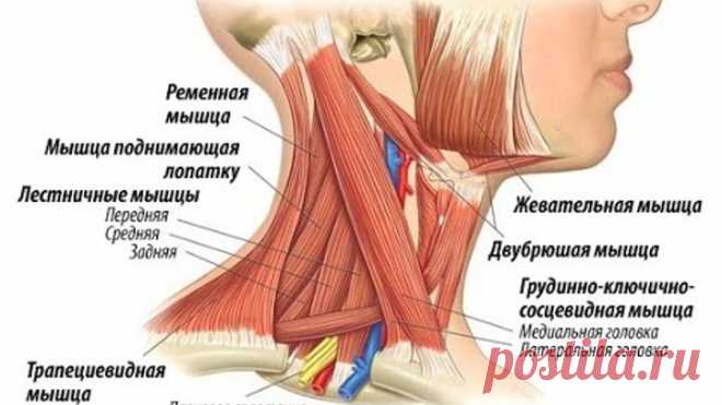 Немеют руки? Что делать?Лестничные мышцы!