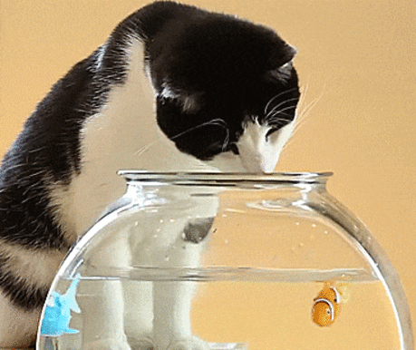 RoboFish Are Robotic рыбы Винт со своей кошкой