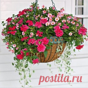 Как избавиться от цветочных мошек? Просто и быстро! - МирТесен