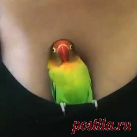 Чик-чирик, я в домике