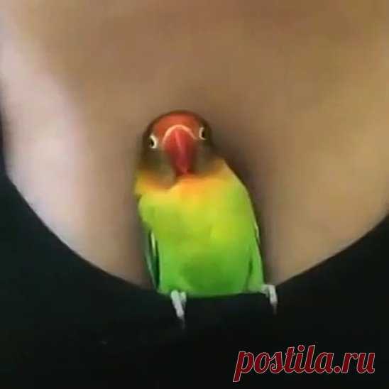 Чик-чирик, я в домике