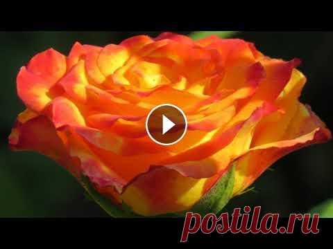 РОЗА . Цветочный гороскоп. Цветочный гороскоп родившихся 13 23 августа...