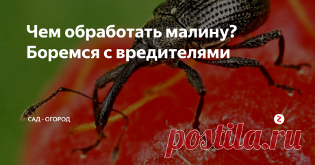Чем обработать малину? Боремся с вредителями