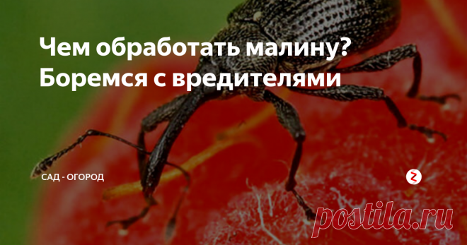 Чем обработать малину? Боремся с вредителями