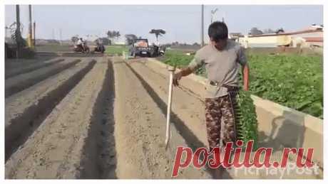 Одноклассники