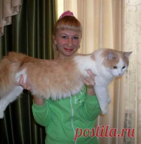 Радио Дача выбирает главную кошку Ижевска. Голосуйте за меня. Я Гриша, № 1162