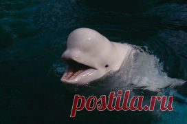 Перечень исчезающих животных - 9 Июня 2013 - Блог - dengidoma2013.ucoz.com