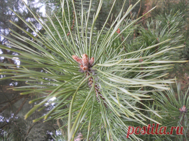 LIAUDIES IŠMINTIS PATARIA (pagal B. Martišienės knygą): PUŠŲ PUMPURAI