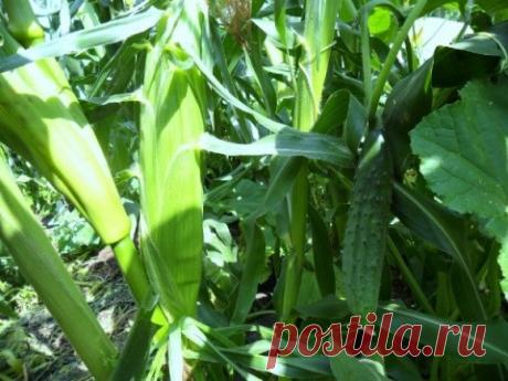 Блог сайта «Дачный участок»