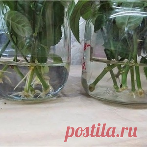 НАТУРАЛЬНЫЕ СТИМУЛЯТОРЫ ОБРАЗОВАНИЯ КОРНЕЙ