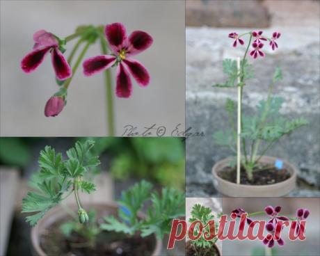 Species hybrids | Pelargonium – Edgar's site
