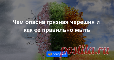 Чем опасна грязная черешня и как ее правильно мыть Сезон черешни и вишни в самом разгаре. Свежую ягоду покупают в магазинах, на рынках и уличных прилавках. Многие по привычке сразу тянут в рот немытые плоды. Гастроэнтеролог, гепатолог, к. м. н. Сергей Вялов рассказал сайту Aif.ru, почему этого...